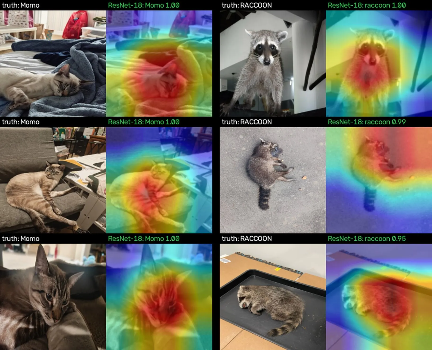 Photos of Momo and raccoons beside ResNet-18 Grad-CAM heatmaps, with the red areas centered on the animals.