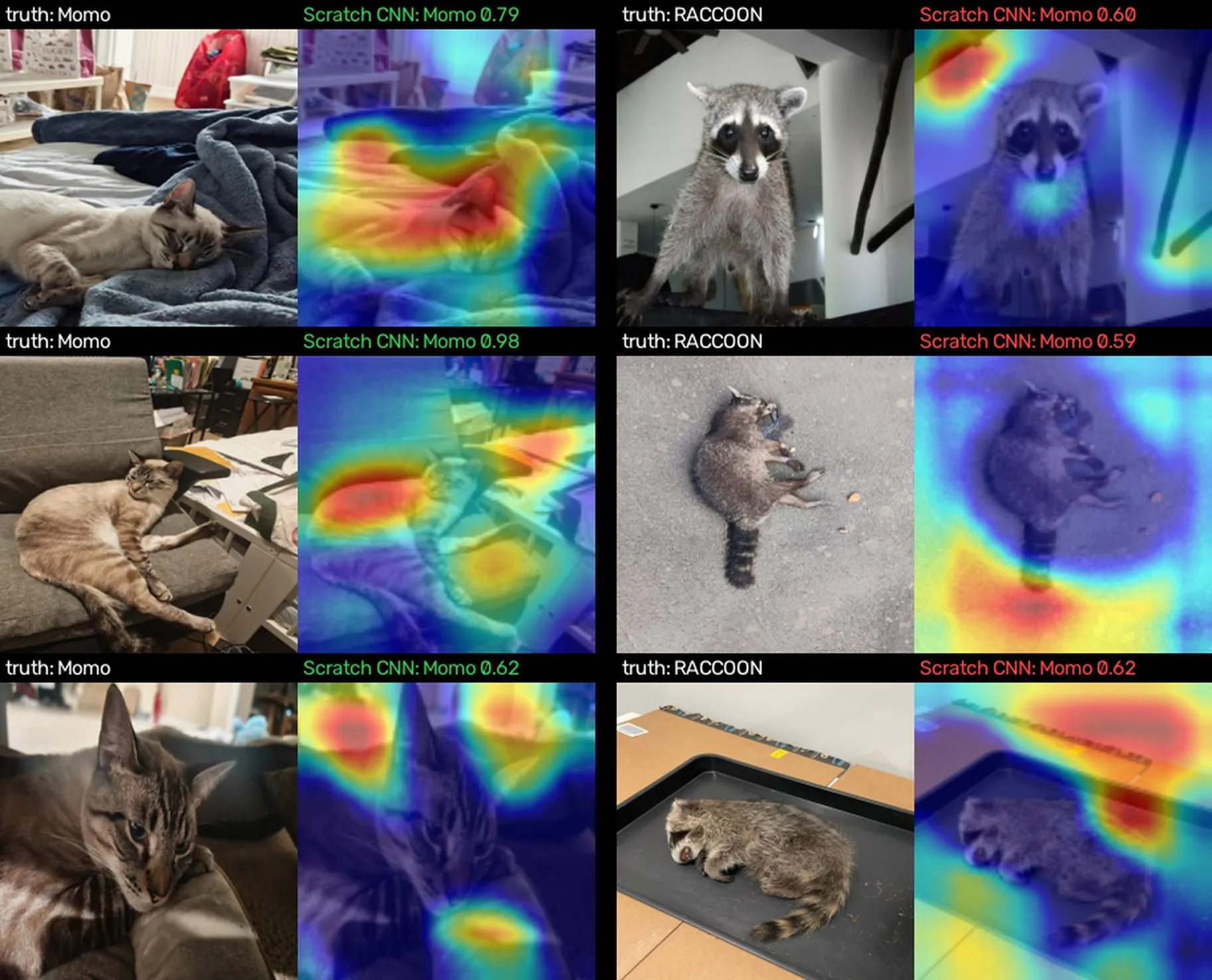 Photos of Momo and raccoons beside scratch CNN Grad-CAM heatmaps, some on the animal and some on the background, with several raccoons labeled Momo.