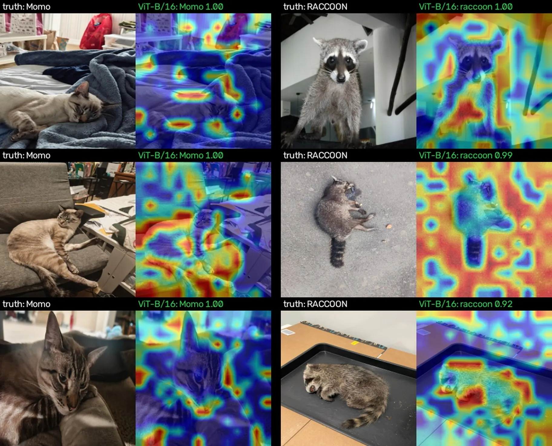 Photos of Momo and raccoons beside ViT-B/16 Grad-CAM heatmaps made of blotchy patches, many of them on the background.